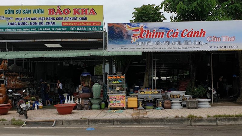 Top cửa hàng chim cảnh uy tín tại Buôn Ma Thuột, Đắk Lắk - DAKdesign -  Thiết kế web DakLak