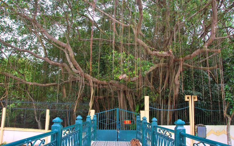 công viên Cà Mau Lâm viên 19-5