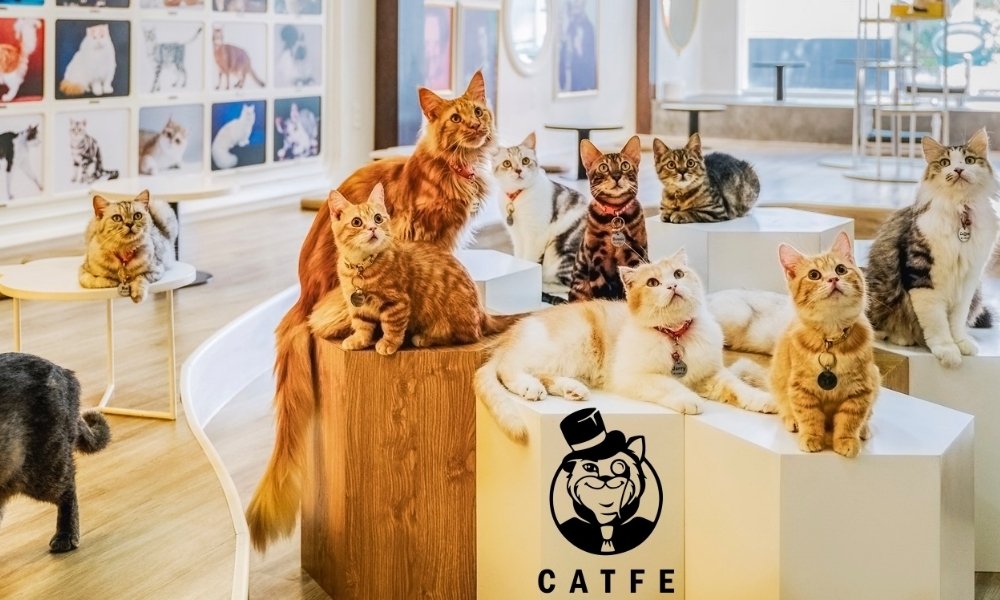 Quán cafe mèo ở TPHCM